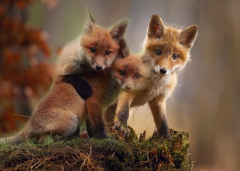 Three fox kits