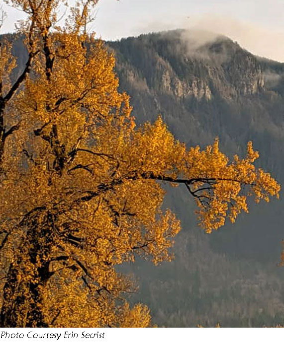 Tree with yellow-gold leaves
