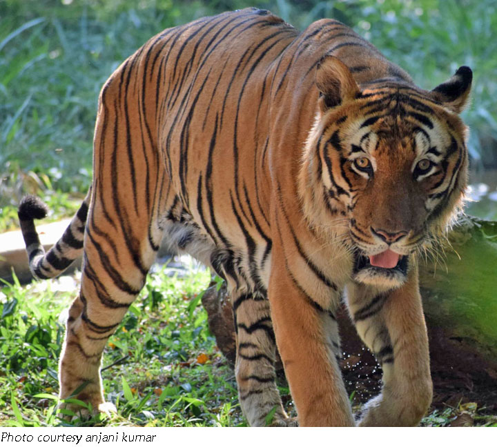 Tiger walking towards viewer